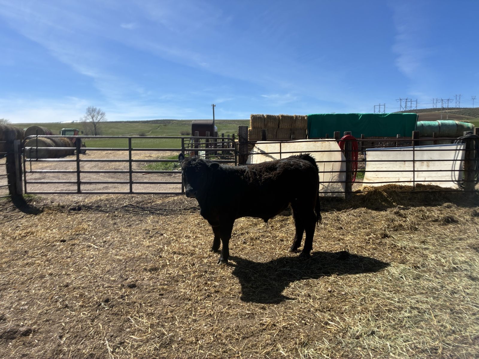 Breeding season ready bull