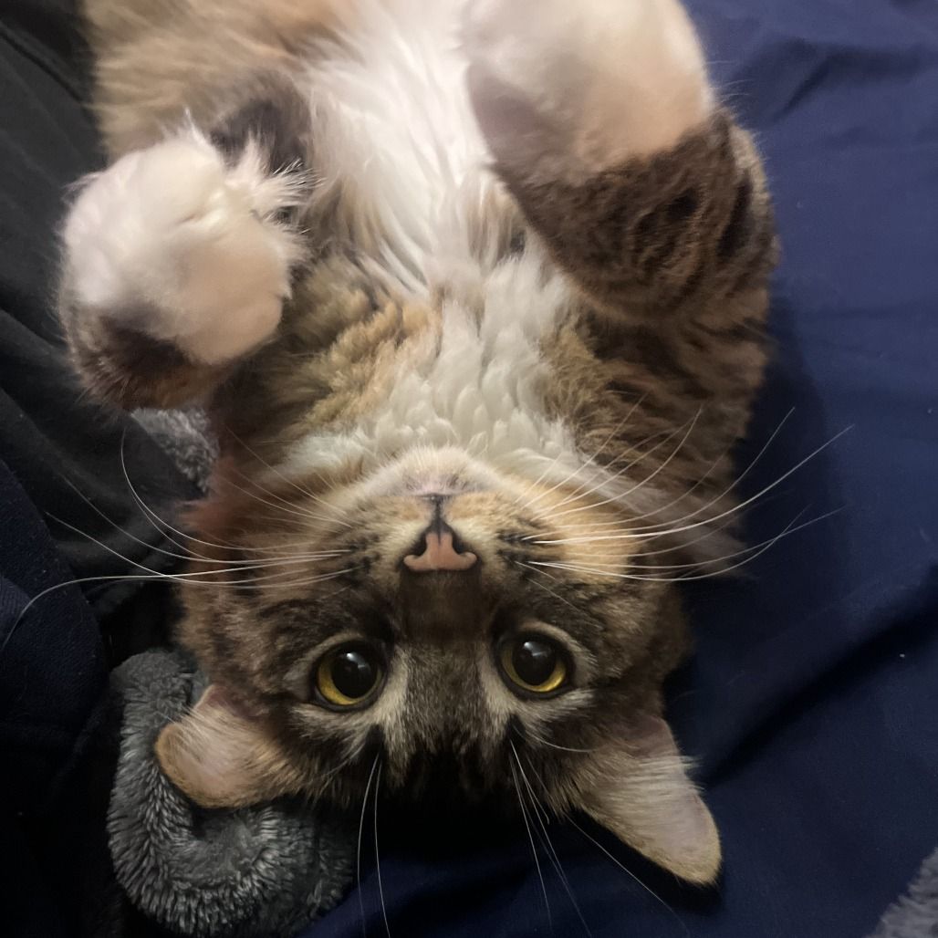 Hello my name is Milo
