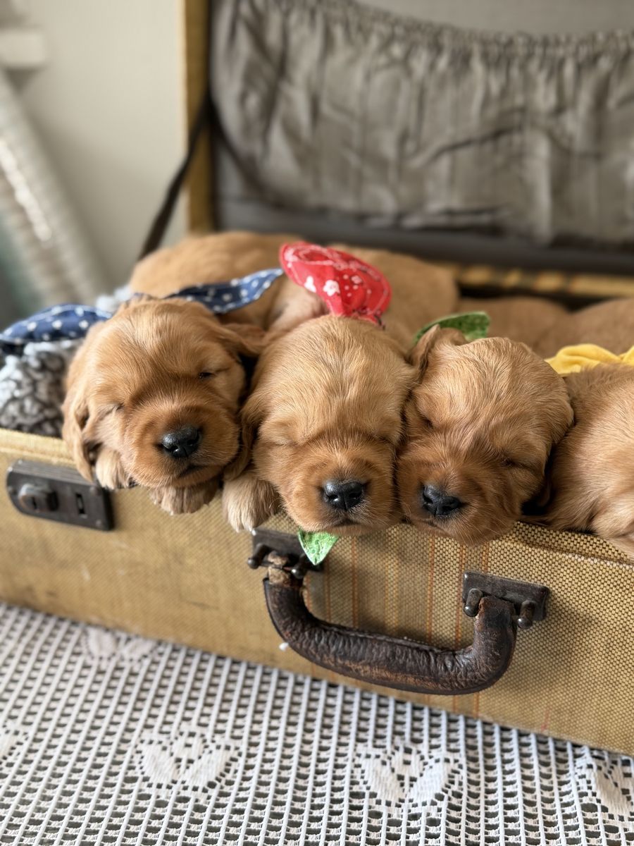 AKC Red Golden Retriever Puppies