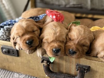 AKC Red Golden Retriever Puppies