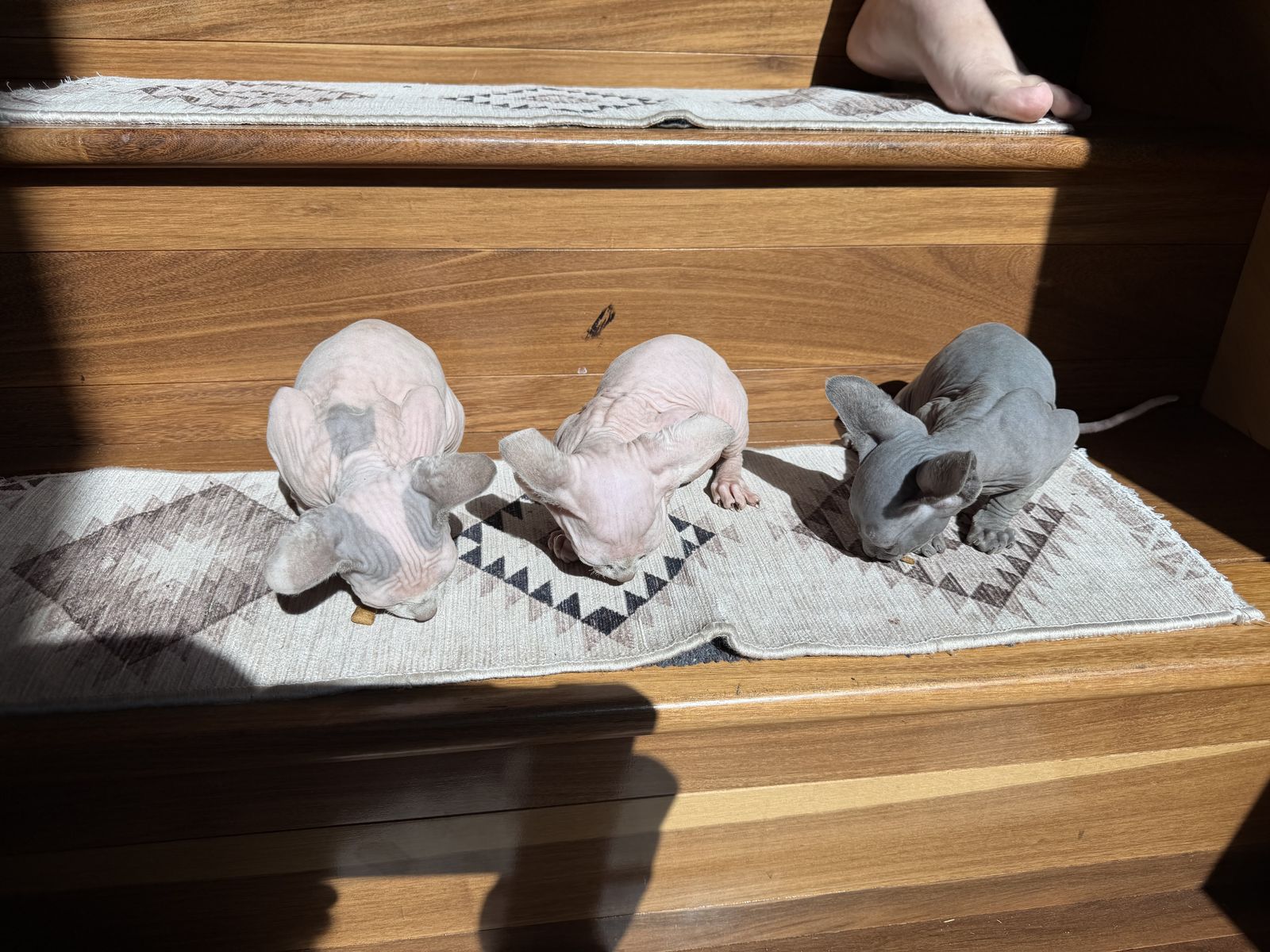 Pure Bred Sphynx Kittens