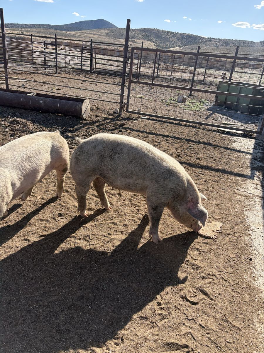 250lb Hogs