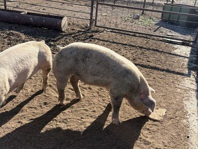 250lb Hogs