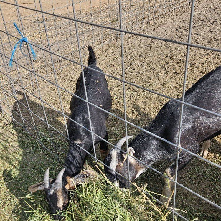 Two male buck goats