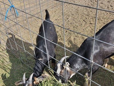 Two male buck goats