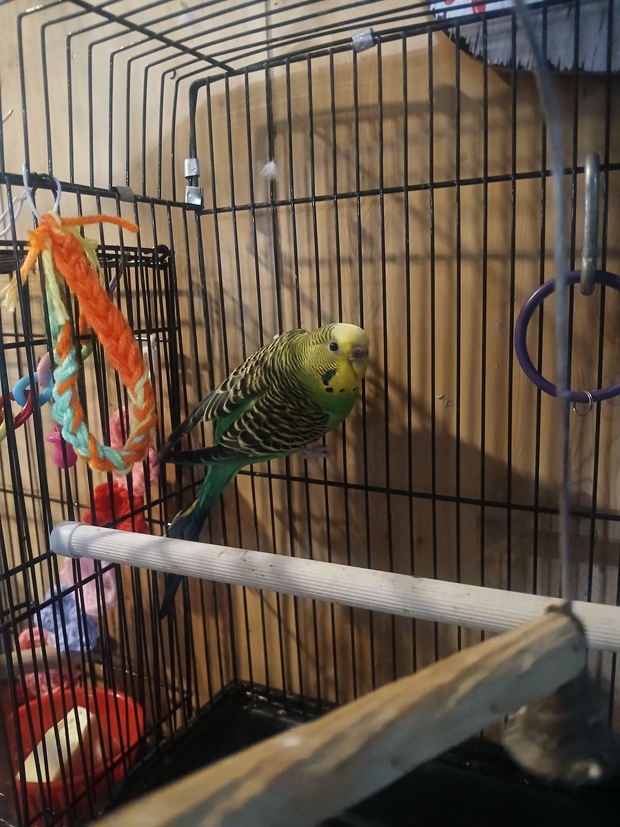 Year old Parakeet