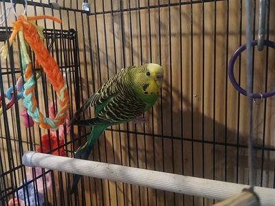 Year old Parakeet