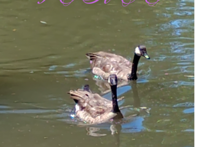 2 Geese at the pond - PEACE - Canvas Print