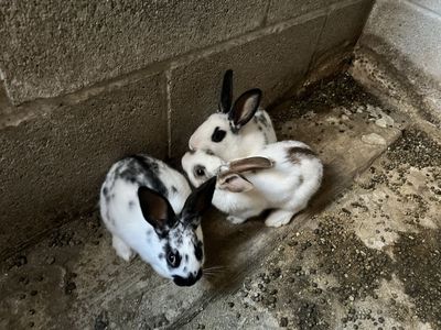 Bunny for sale