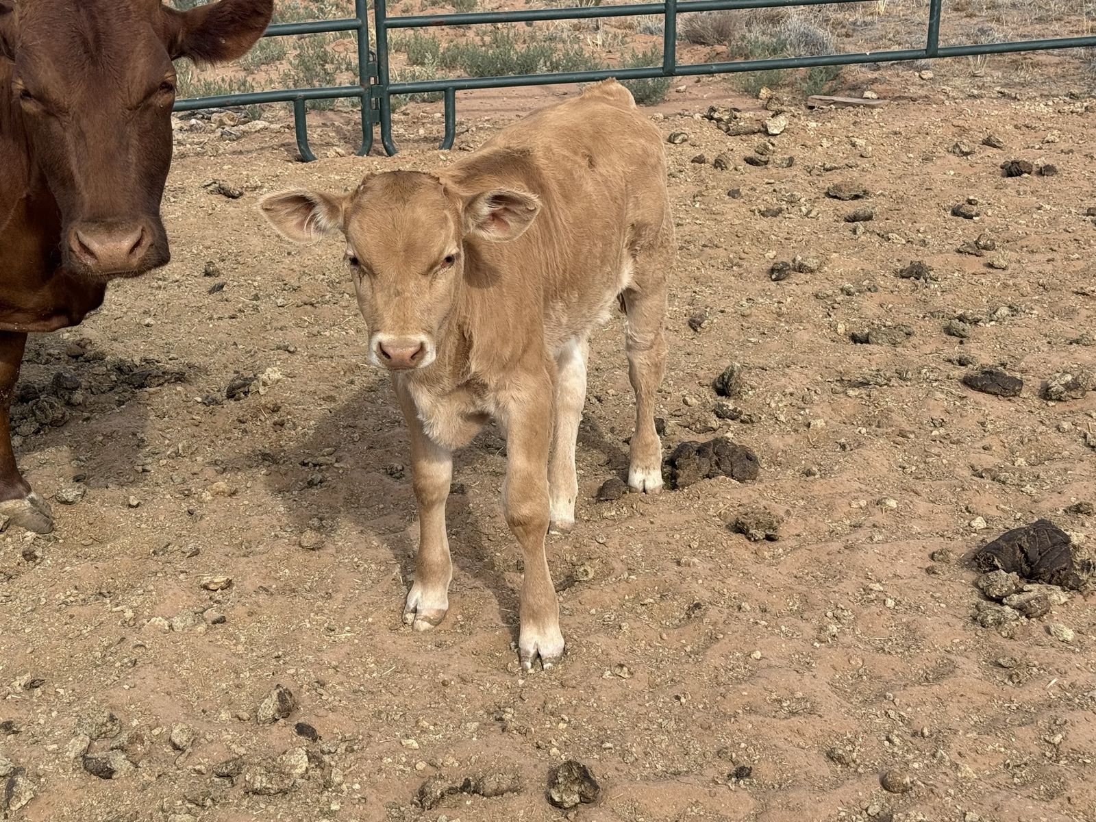 Brown Swiss/Dexter in Hildale UT
