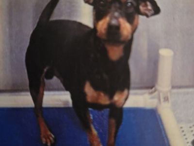 Dachshund Chihuahua Mix (Gavin)
