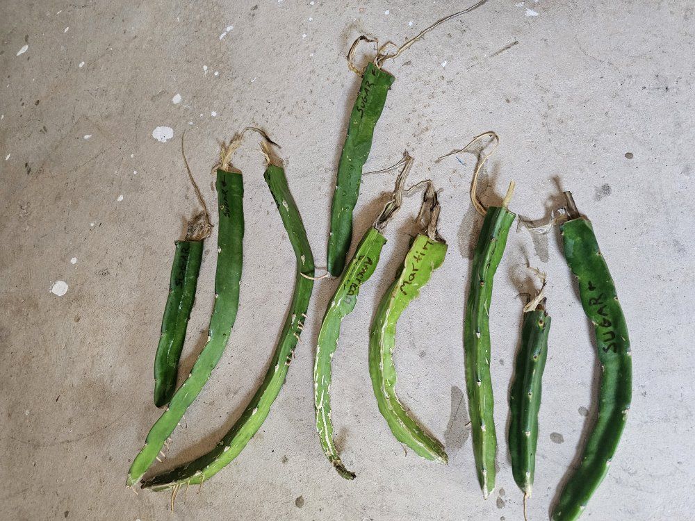 Dragon Fruit Cuttings - Sugar and American Beauty Varieties (Rooted)