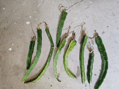 Dragon Fruit Cuttings - Sugar and American Beauty Varieties (Rooted)