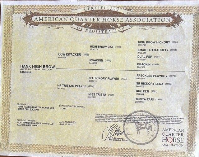 AQHA registered horse