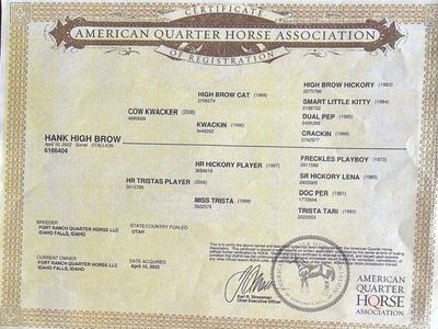 AQHA registered horse