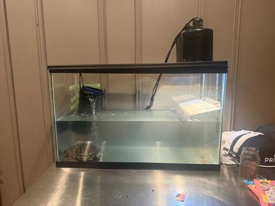 Red Earred Slider Turtle, FREE