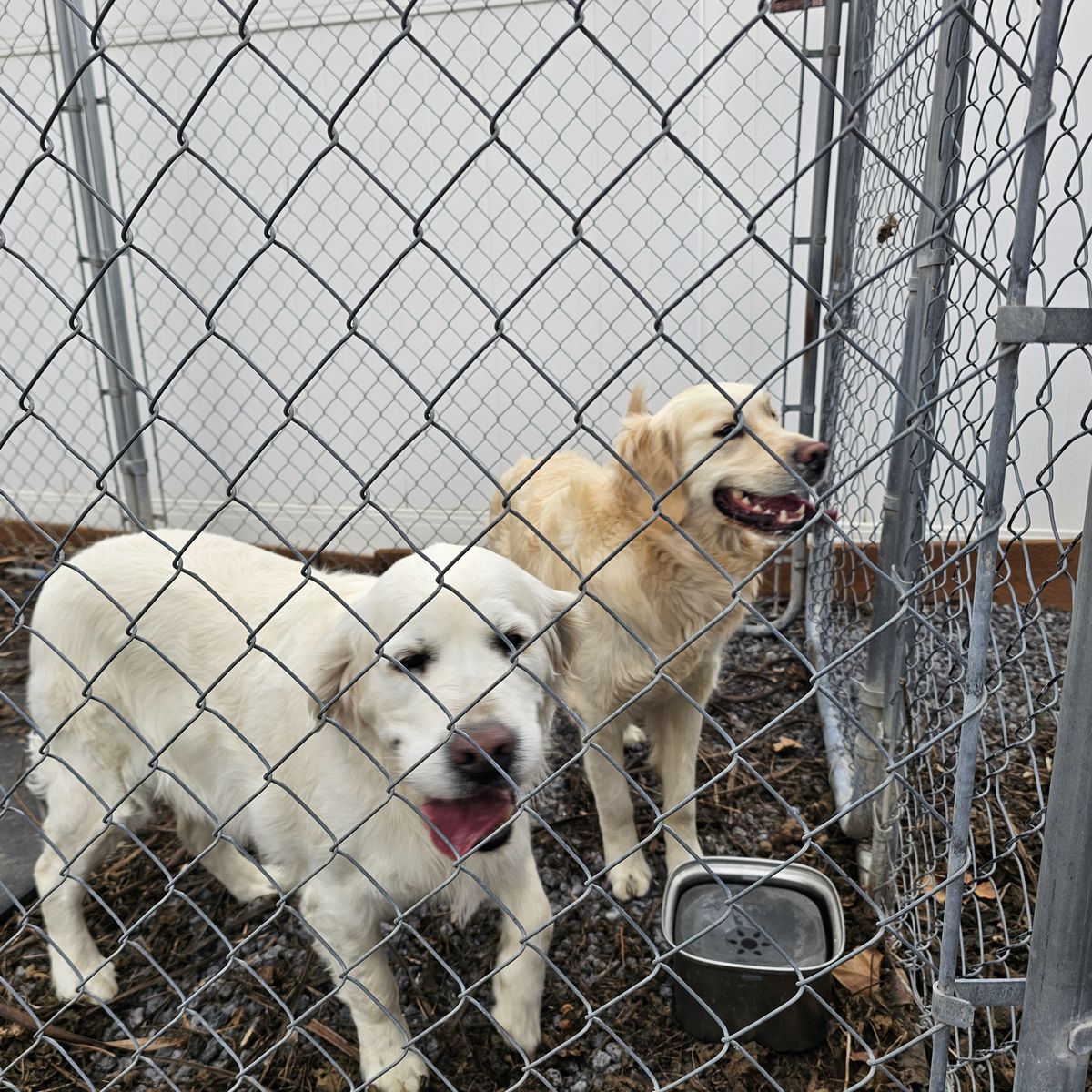 Golden Retrievers FOUND