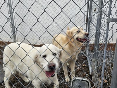 Golden Retrievers FOUND