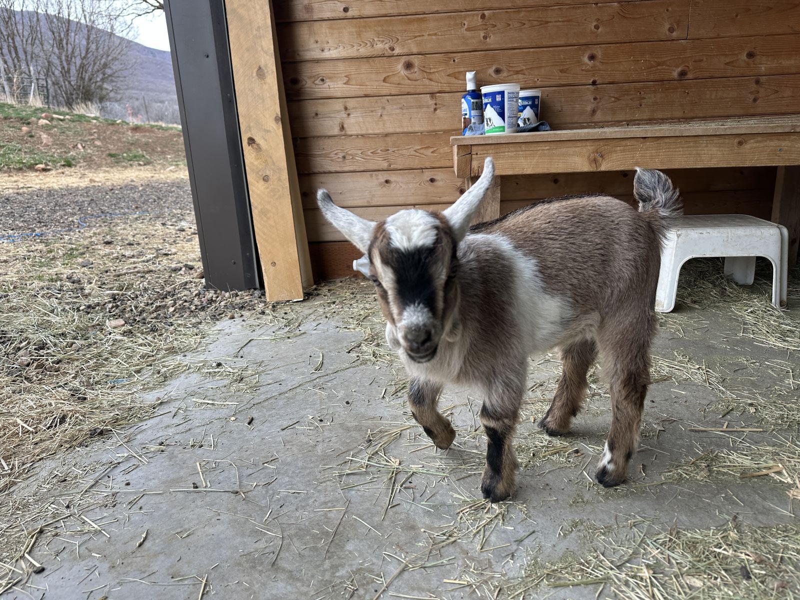 Handsome mini Nubian cross buckling