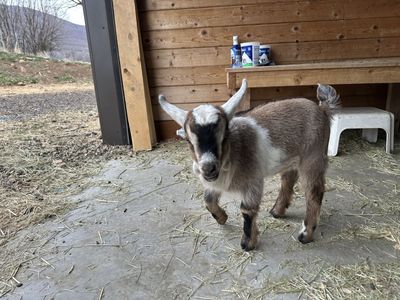 Handsome mini Nubian cross buckling