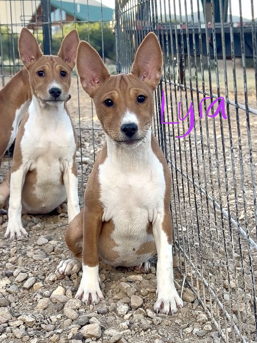 AKC Basenji Pups! Don't Bark!  Hypoallergenic!