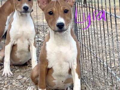 AKC Basenji Pups! Don't Bark! Hypoallergenic!