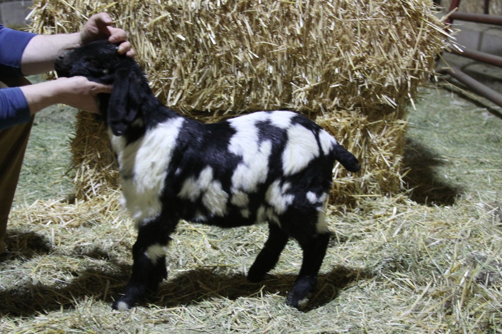 Dapple Boar Buck/whether/show goat