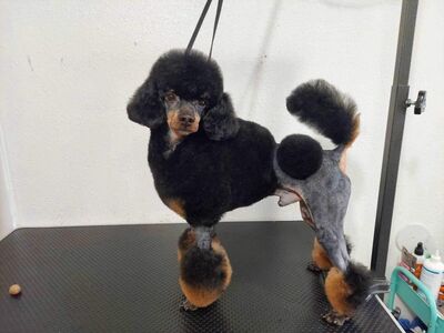 AKC Phantom Miniature Poodle Stud Service