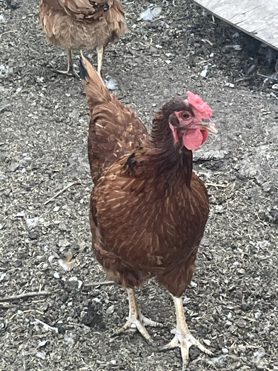 Rhode Island Red hens (15 months old)