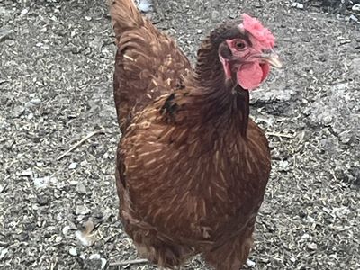 Rhode Island Red hens (15 months old)