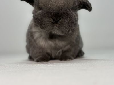 Holland Lop Doe