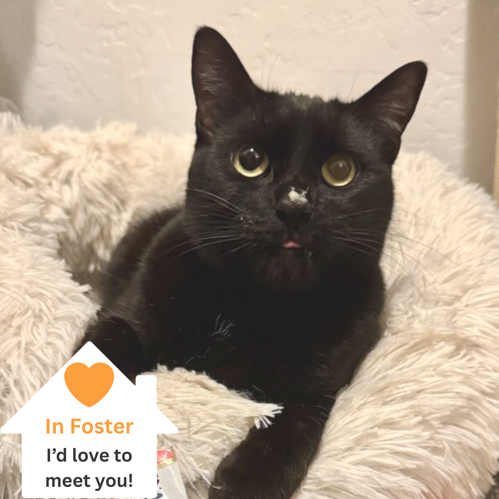 Hello my name is Bean