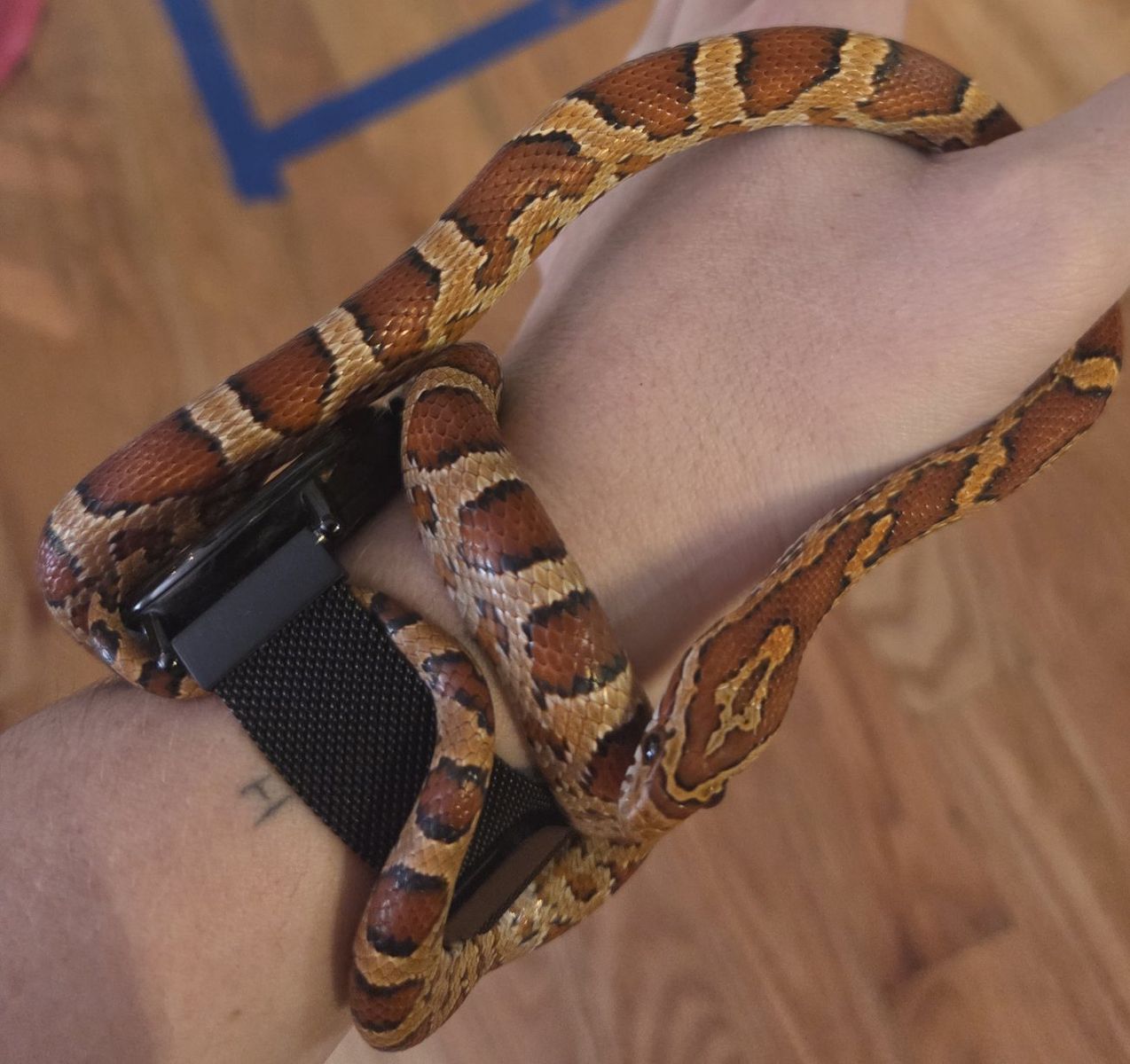 Friendly Corn Snake for Sale - Captive Bred, Healthy, and Docile