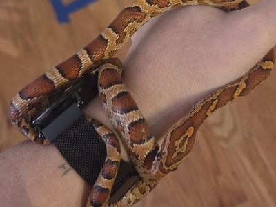 Friendly Corn Snake for Sale - Captive Bred, Healthy, and Docile