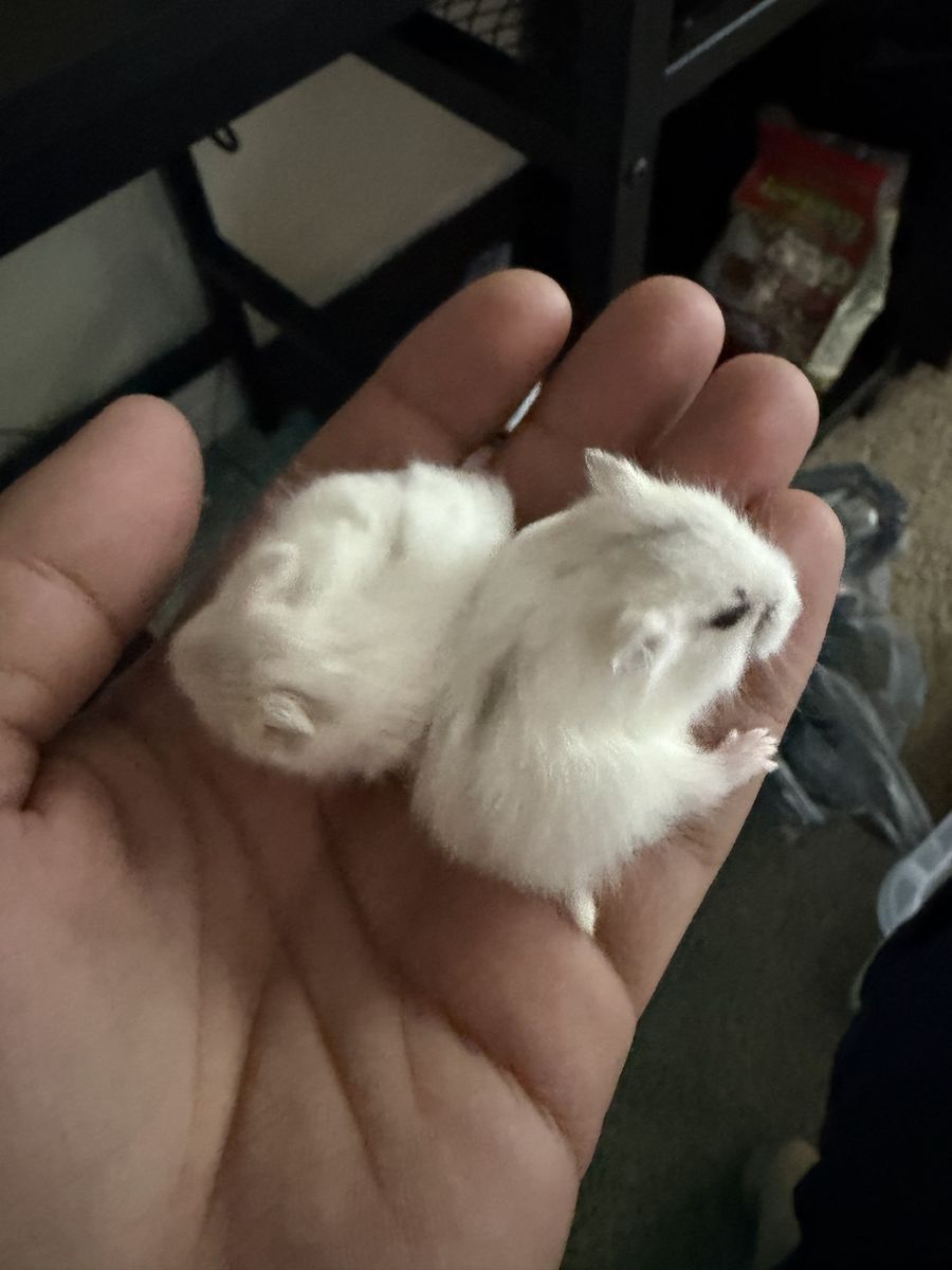Purebred, Hand-Tamed Campbell Dwarf Hamsters