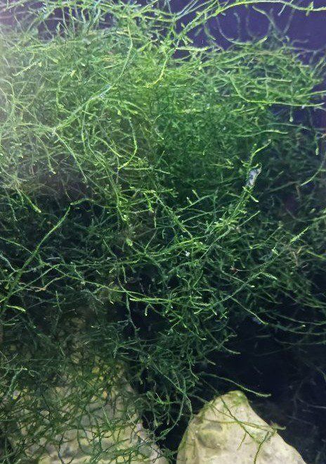 Live Aquarium Plants: Anubias, Giant Duckweed, and Java Moss for Freshwater Tanks