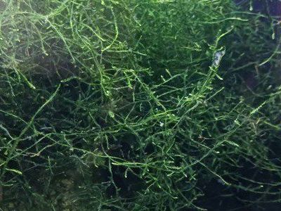 Live Aquarium Plants: Anubias, Giant Duckweed, and Java Moss for Freshwater Tanks