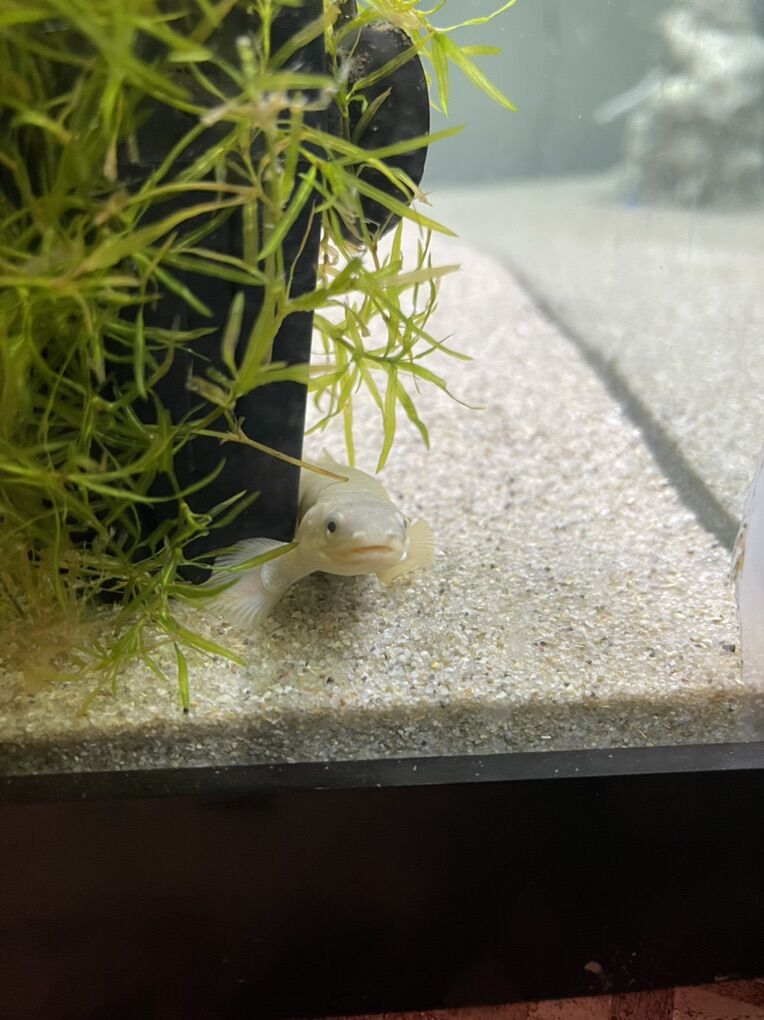 Need These Fish Gone ASAP