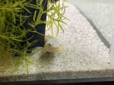 Need These Fish Gone ASAP