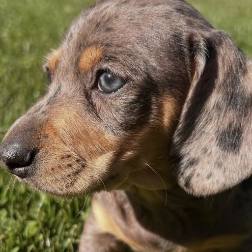 Mini purebred dachshund puppies