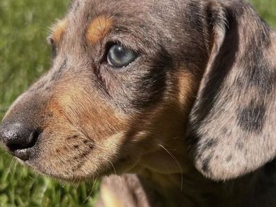 Mini purebred dachshund puppies