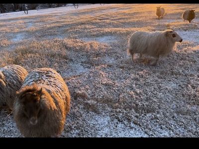 Icelandic Sheep