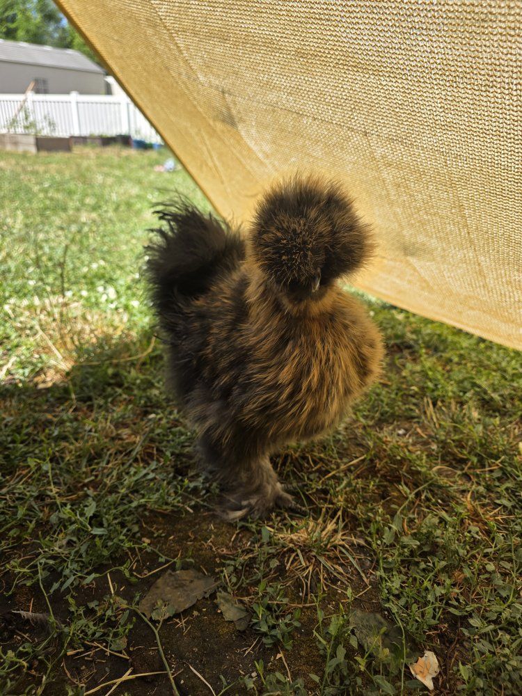 Young Silkie Chicken Rooster, Livestock for Sale