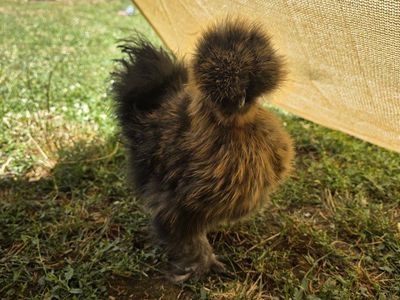 Young Silkie Chicken Rooster, Livestock for Sale