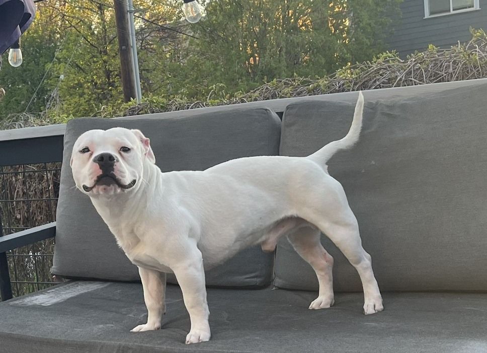 A161206 Zin is Available for Adoption!