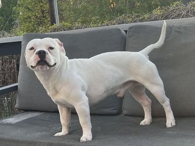 A161206 Zin is Available for Adoption!