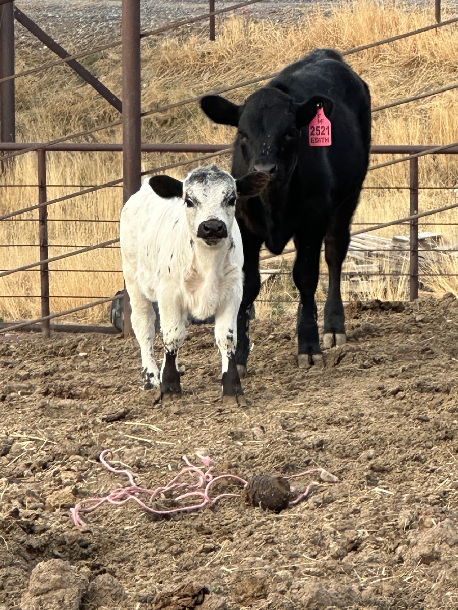 White Purebred Mini Dexter Bull