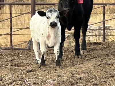 White Purebred Mini Dexter Bull