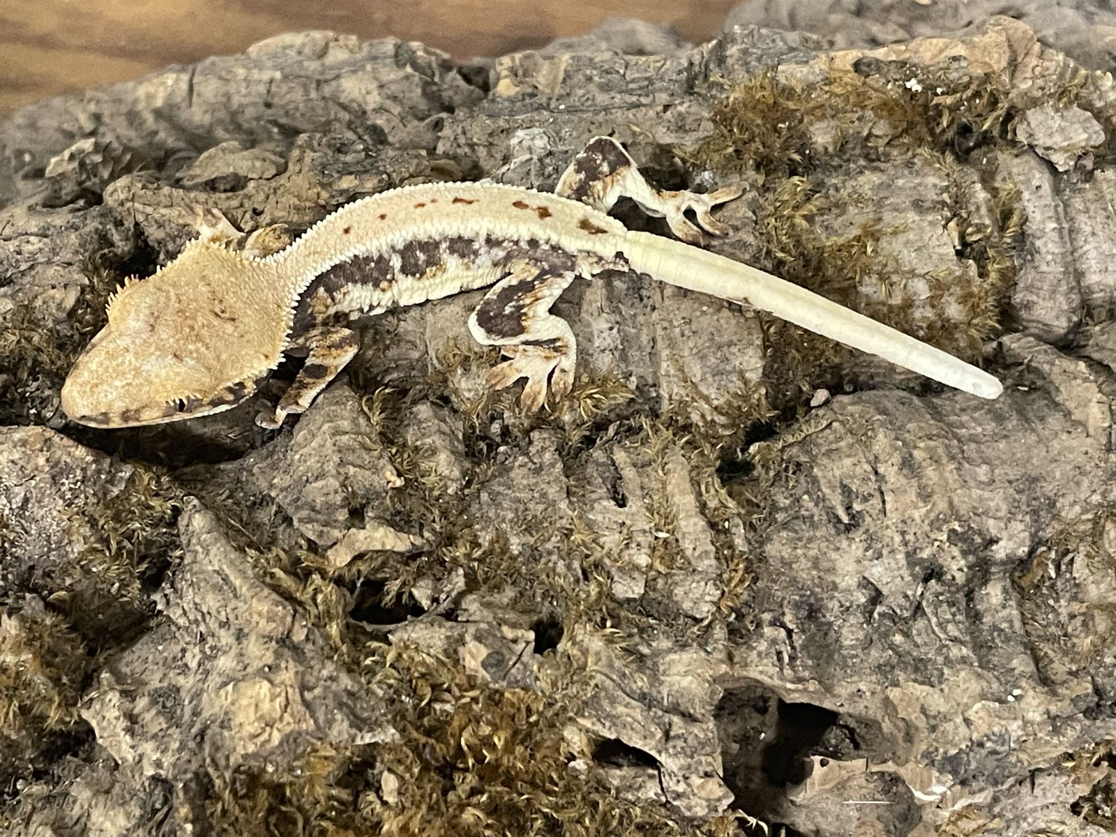 Baby Lilly White Crested Gecko