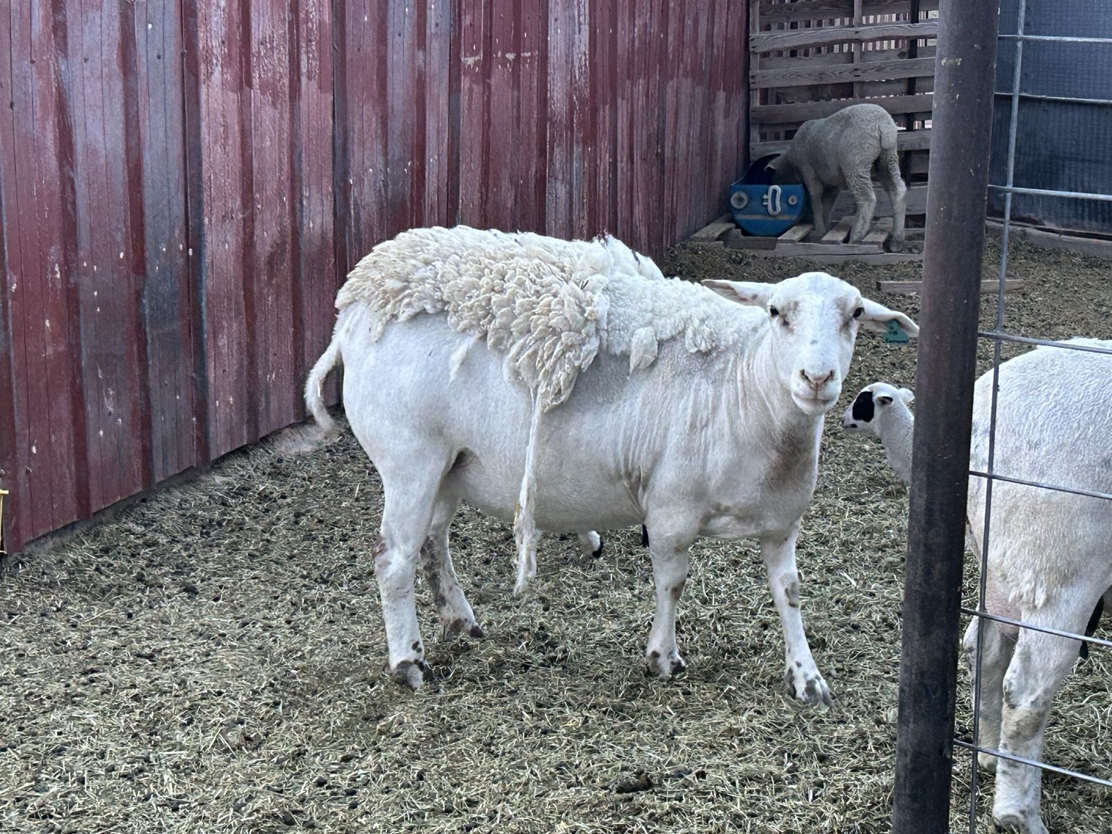 Dorper Ewe